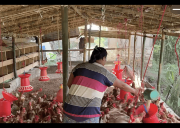 Livestock farmers in Denchukha struggle as feed runs out